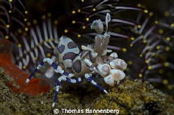 Harlequin shrimp with feather star

NIKON D7000 in a Se... by Thomas Bannenberg 